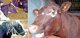 Ringworm symptoms and ointment to treat a calf at home