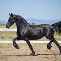 General characteristics of black horses, color variations, animal species