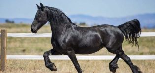 General characteristics of black horses, color variations, animal species