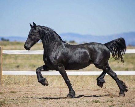 General characteristics of black horses, color variations, animal species