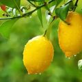 La mejor manera de almacenar los limones en casa, reglas y fechas de vencimiento para diferentes métodos