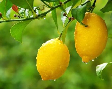 How best to store lemons at home, rules and expiration dates for different methods