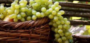 Description and characteristics of the grape variety Gift to Zaporozhye, advantages, disadvantages and cultivation