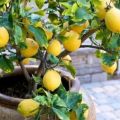 Planting and caring for homemade lemons, how often to water and what to feed at room conditions