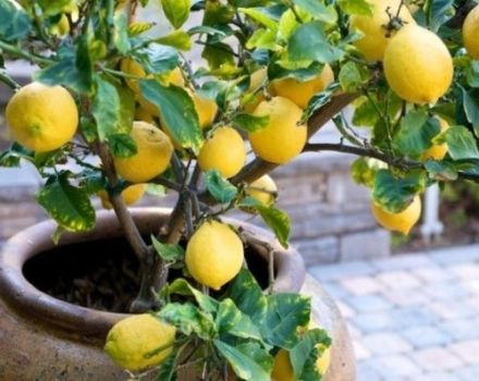 Planter et entretenir des citrons faits maison, à quelle fréquence arroser et quoi nourrir dans les conditions ambiantes