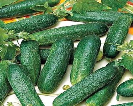 Description of the Alex cucumber variety, its characteristics and cultivation