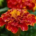 Khasiat marigold dari perosak, mengapa menanam di kebun