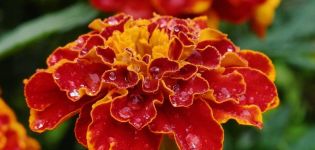 Useful properties of marigolds from pests, why plant in the garden