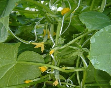 Description of the variety of cucumbers Bundle splendor, its characteristics and productivity