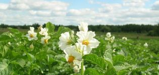 Est-il possible de pulvériser des pommes de terre pendant la floraison du doryphore de la pomme de terre?