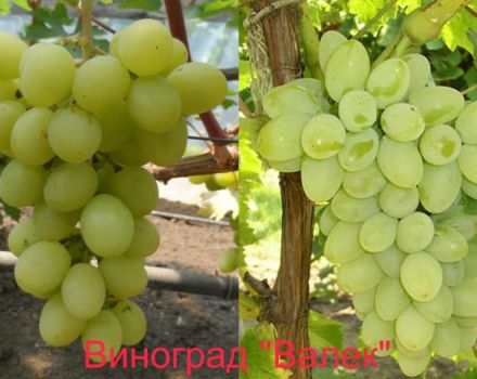 Breeding history, description and characteristics of the Valek grape variety and peculiarities of growing a hybrid