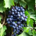 History, description and characteristics of the Early Magaracha grape variety and growing rules