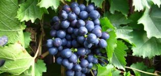 History, description and characteristics of the Early Magaracha grape variety and growing rules