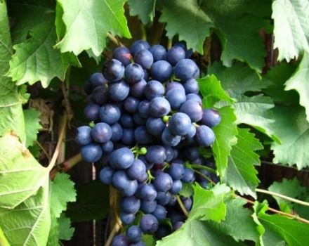 History, description and characteristics of the Early Magaracha grape variety and growing rules