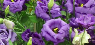 Descripción y características de 18 variedades de eustoma, su plantación y cuidado.