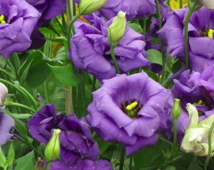 Descripción y características de 18 variedades de eustoma, su plantación y cuidado.