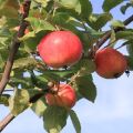 Description of the Gornoaltayskaya apple variety, cultivation features and breeding history