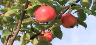 Description of the Gornoaltayskaya apple variety, cultivation features and breeding history