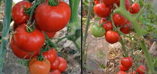 Descrizione della varietà di pomodoro Argonaut e delle sue caratteristiche