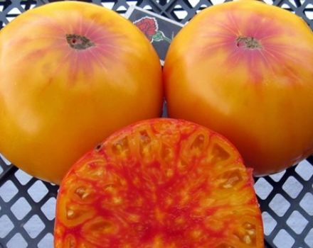 Description and Cultivation of Tomato Variety Virginia Candy