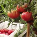 Características y descripción de la variedad de tomate gigante Ural, su rendimiento.