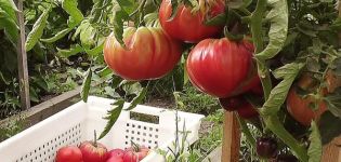 Caractéristiques et description de la variété de tomate géante de l'Oural, son rendement