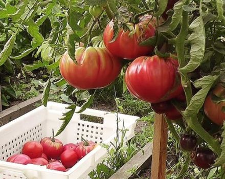 Uralo milžiniškų pomidorų veislės charakteristikos ir aprašymas, derlius