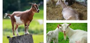 Why the goat is losing weight and what to do, methods of solving the problem and prevention