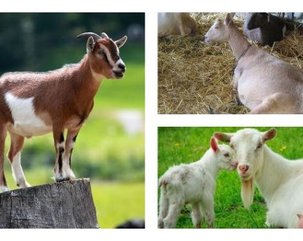 Why the goat is losing weight and what to do, methods of solving the problem and prevention