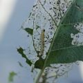 Métodos populares y químicos para tratar las orugas del gusano de seda en los manzanos, prevención