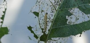 Folk and chemical methods of dealing with silkworm caterpillars on apple trees, prevention