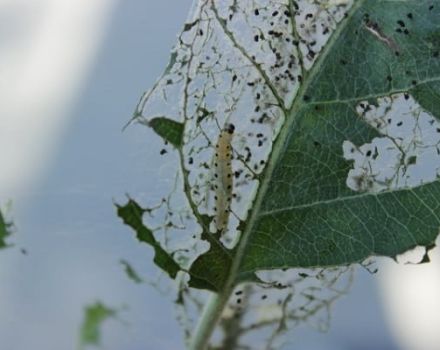 Folk and chemical methods of dealing with silkworm caterpillars on apple trees, prevention