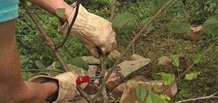 Cómo podar correctamente las cerezas en primavera, verano y otoño para tener una buena cosecha