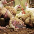 Symptoms of coccidiosis in chickens and the best treatment methods, prevention measures