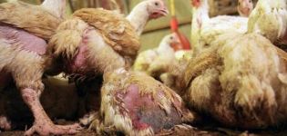 Gejala coccidiosis pada ayam dan kaedah rawatan terbaik, langkah pencegahan