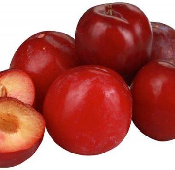 Description and characteristics of the plum variety Red Ball, planting and care