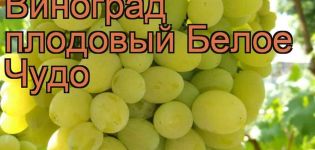 Description and characteristics, the origin of the White Miracle grape variety and the rules of cultivation