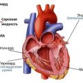 Structure cardiaque de la vache et son fonctionnement, maladies possibles et leurs symptômes