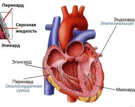 Cow heart structure and how it works, possible diseases and their symptoms