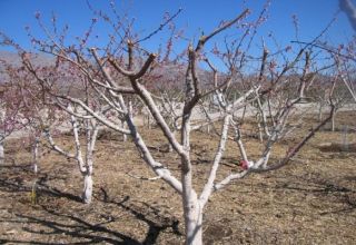 Comment nourrir les abricots en été, au printemps et en automne pendant la fructification et après la récolte, comment fertiliser