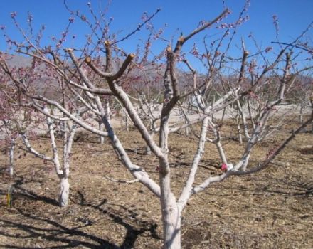 Cómo fertilizar los albaricoques en verano, primavera y otoño durante la fructificación y después de la cosecha, cómo fertilizar.