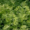 Description of the dill variety Salute, recommendations for growing and care