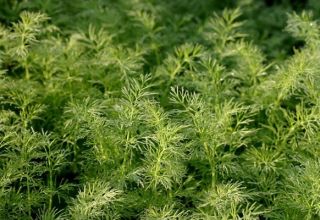 Description of the dill variety Salute, recommendations for growing and care