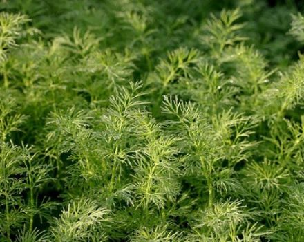 Description of the dill variety Salute, recommendations for growing and care