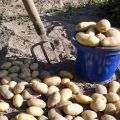 When can you dig young potatoes after flowering?