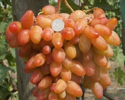 Descripción de las uvas Dixon, reglas de plantación y cuidado.