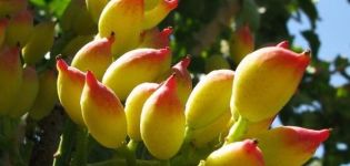 Cómo y dónde los pistachos crecen, cultivan y cuidan un árbol en casa.