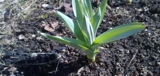 Description of the Suvorovsky (Anzur) onion-garlic variety, its characteristics