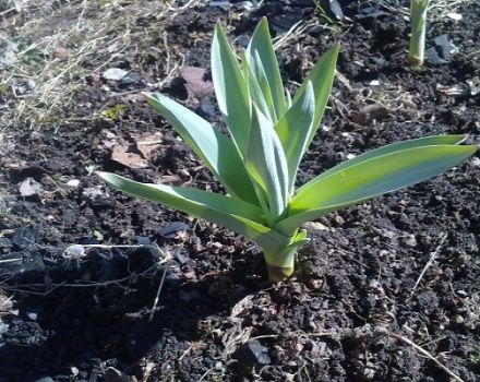 Descripción de la variedad de cebolla y ajo Suvorovsky (Anzur), sus características.