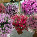 Description and characteristics of petunia varieties, classification of species and colors